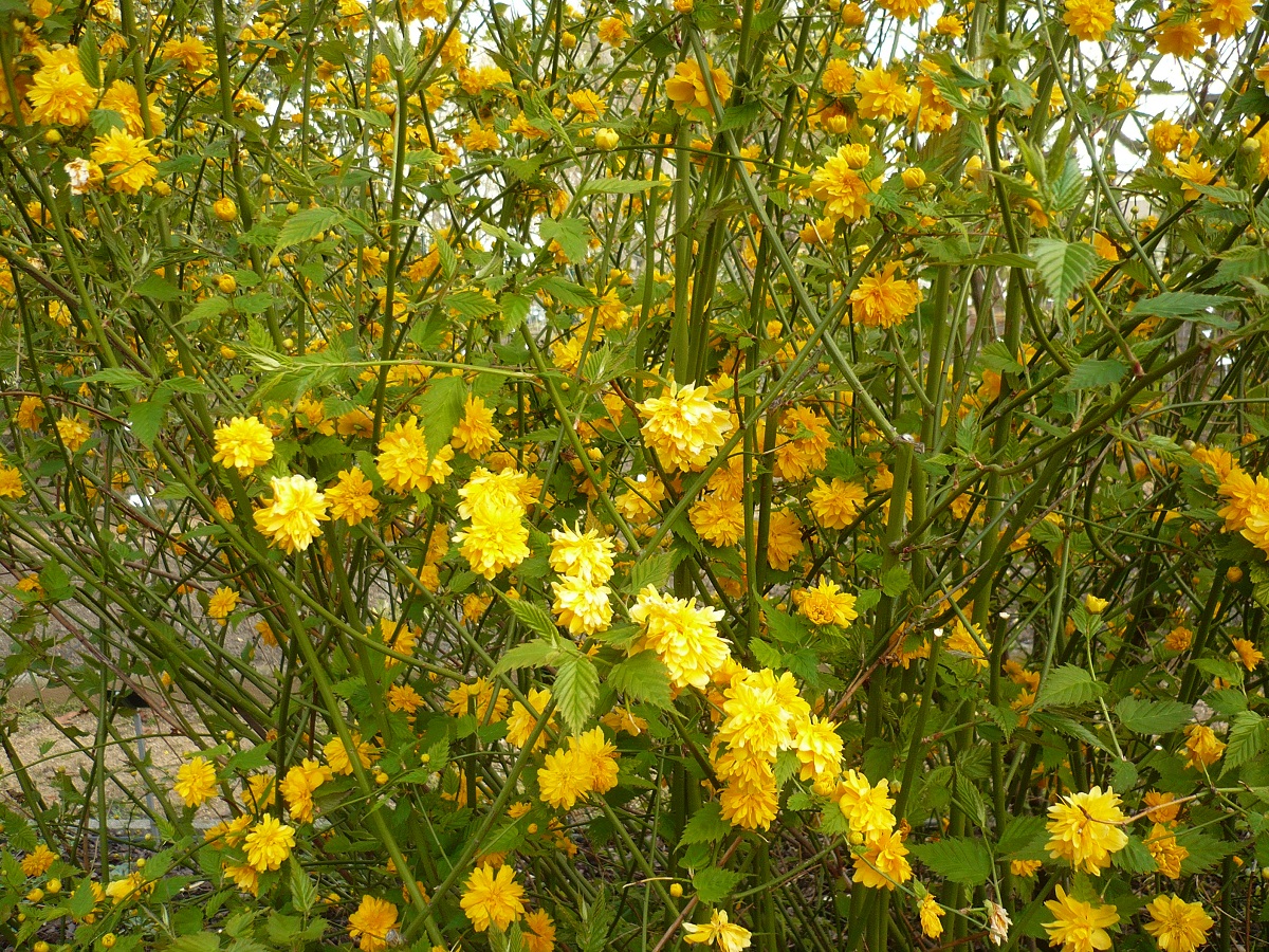 Kerria japonica (Rosaceae)